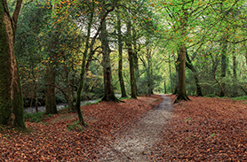 7 Reasons to Visit Cornwall this Autumn